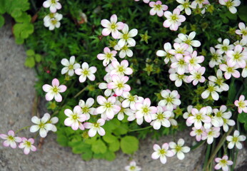 White flowers of mossy saxifrage or cut-leaved saxifrage, Dovedale moss, Eve's cushion, Indian...