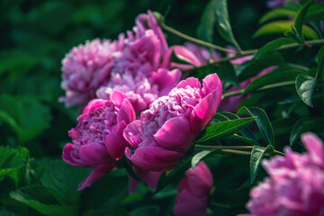 Spring pink peony and fresh tender spring garden