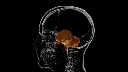 Human Skeleton Skull Temporal Bone Anatomy For Medical Concept 3D