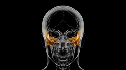 Fototapeta na wymiar Human Skeleton Skull Temporal Bone Anatomy For Medical Concept 3D