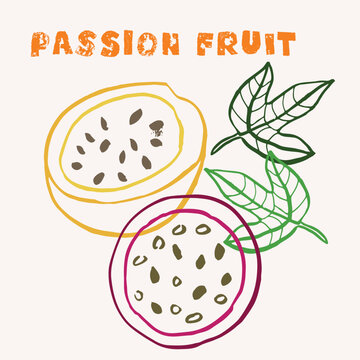 Passion fruit line art hand-drawn multicolor modern vector illustration. Colorful line art exotic fruit design.