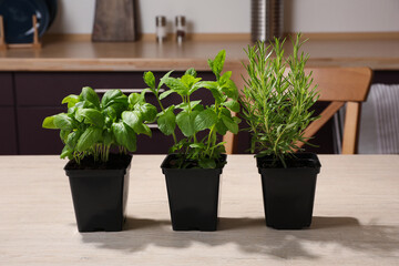 Pots with basil, mint and rosemary on wooden table in kitchen