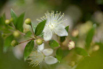 Flora of Gran Canaria - Flowering Myrtus communis, common myrtle, introduced species,  natural...