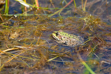 Water frog in the nature reserve Haff Reimech in Luxembourg