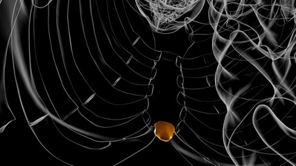 Human Skeleton Xiphoid process Anatomy 3D