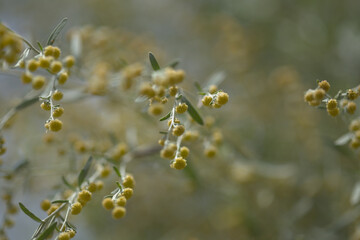 Flora of Gran Canaria - Artemisia thuscula, locally called Incense due to its highly aromatic properties, natural macro floral background

