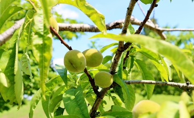 初夏　緑　桃の実　風景
