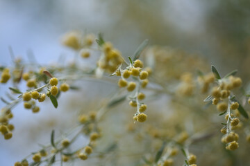 Flora of Gran Canaria - Artemisia thuscula, locally called Incense due to its highly aromatic proterties, natural macro floral background
