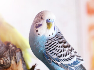 Blue Budgerigar portrait so close