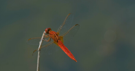 Macro shot of colorful dragonfly