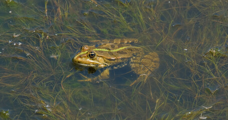 Close up of frog in the pond 