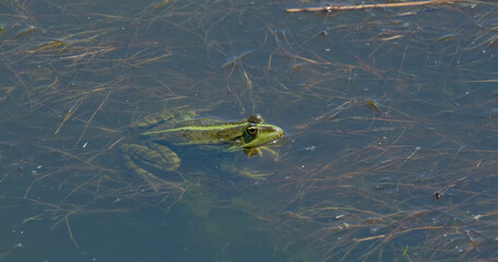 Close up of frog in the pond 