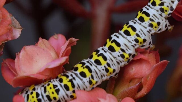Mullein Moth Caterpillar Crawling On Red Flowering Plant - macro shot