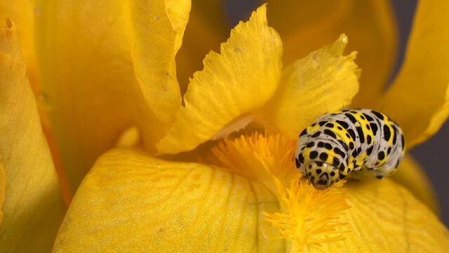 Mullein Moth, Cucullia Verbasci, Caterpillar Feeding On Large Yellow Flower - macro shot