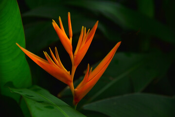 heliconia is good flower for gardening and very fresh eyes when looking after rain.