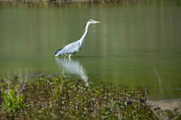 Heron standing in a pond, nature reserve Haff Reimech in Luxembourg