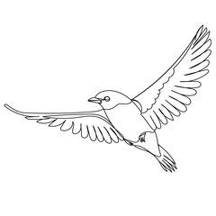 flying bird sketch on white background