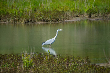 Heron standing in a pond, nature reserve Haff Reimech in Luxembourg