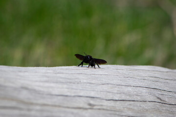 Xylocopa violacea. Black Xylocopa isolated on light background. bee carpenter purple. sitting on a wooden surface, a dry tree branch. big bumblebee, macro nature