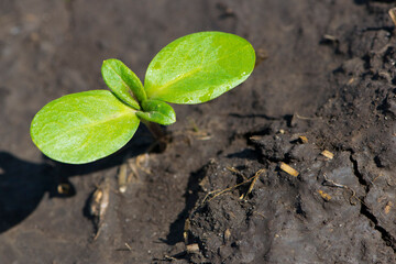 sunflower sprout, green leaves, closeup. giving life, a small green sprout in the ground. soil with the plant. Ecology, environmental protection. spring work, the crop emerges in a field or greenhouse
