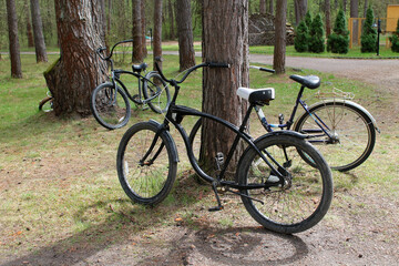 Fototapeta na wymiar Bicycles are parked near an old pine tree in the forest. The concept of cycling as a way to lead a healthy lifestyle, travel, exercise and breathe clean air.