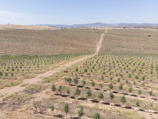 Line of Intensive olive trees plantation, young plants in Spain, ecological plantation, biodynamic agriculture. Aerial photo.