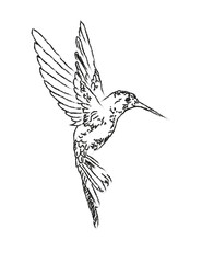 Hummingbirds are birds native to the Americas and constituting the biological family Trochilidae. Hummingbird art © Nata