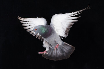 soaring dove isolated on black background