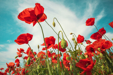 Beautiful field of red poppies