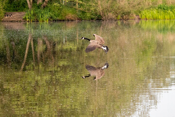 Canada Goose coming in to land with reflection