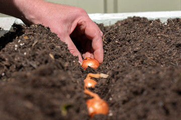 Man planting shallot sets in a raised bed vegetable garden. Grow your own concept