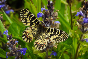 Farfalla Polissena (Zerynthia cassandra), ritratto ad ali aperte su fiore 