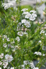 Coriander flowers with a honey bee