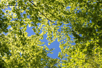 Beech forest bright green young leaves in the spring