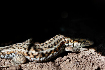 Anatolian Rock Lizard. Reptile animal.