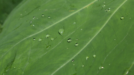 Few water drops on the surface of green Elephant ears leaf