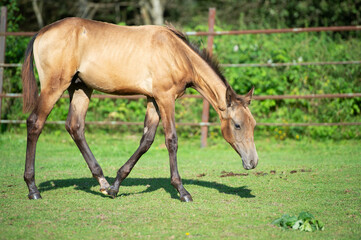 Naklejka na ściany i meble purebred akhalteke foal walking in huge grass paddock