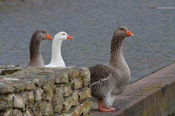 gänse am seebach in westhofen © lotharnahler