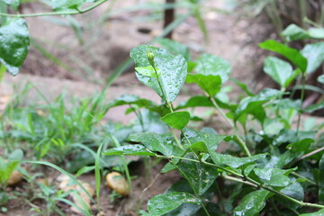 Green leaves with raindrops in morning.