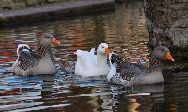 g&auml;nse im seebach in westhofen