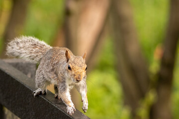 Grey Squirrel running along a hand rail at Staffordshire Wildlife Trust