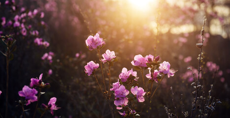 Fototapeta na wymiar Delicate pink rhododendron flowers in the sunlight, blurred background, close-up. Sunset or sunrise in blooming garden. Maralnik bushes in the Altai mountains in early spring.