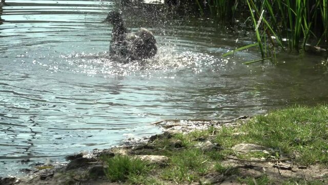 Anatra che sbatte le ali e spruzza l'acqua
