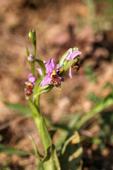 Wild orchid; scientific name; Ophrys minutula
