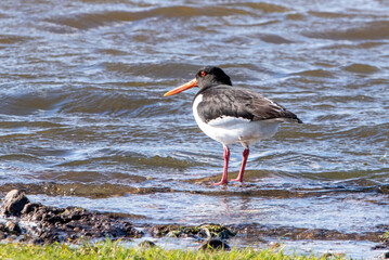 Oystercatcher at Blithfield Reservoir