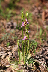 Wild orchid; scientific name; Ophrys minutula