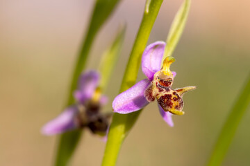 Wild orchid; scientific name; Ophrys minutula