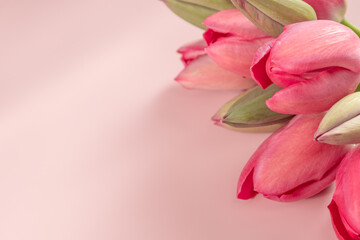 Bouquet of pink tulips and gift box on pink background. Copy space. Close-up. Horizontal orientation.