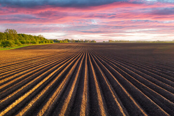 Agricultural field with even rows in the spring