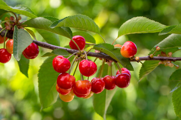 Obraz premium Cherry with leaf and stalk. Cherries with leaves and stalks.